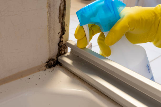 Why You Should Choose Our Mold Remediation Services in Onalaska, WI